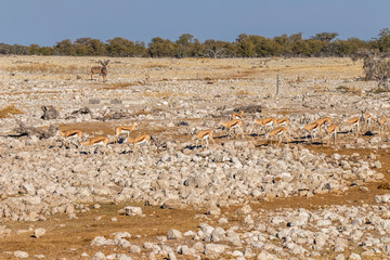 A herd of springbok ( Antidorcas Marsupialis), Etosha National Park, Namibia.