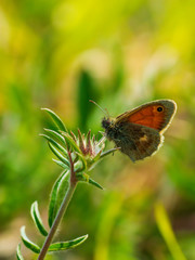 Small heath butterfly (Coenonympha pamphilus) perched on grass
