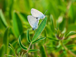 Small blue butterflies mating  ( Cupido minimus )