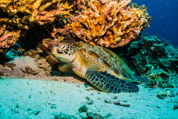 Fototapeta na wymiar Green sea turtle sheltered under coral