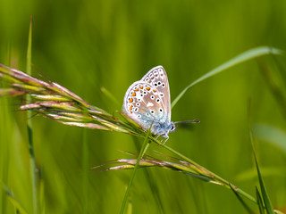 Common blue butterfly ( Polyommatus icarus ) on grass
