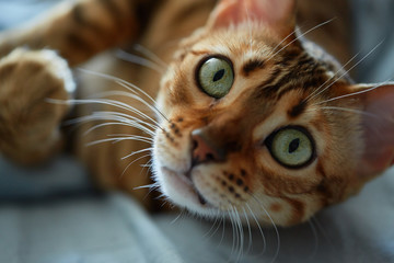 Bengal cat