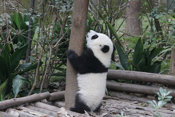 Naklejka premium Little Baby Panda in the exhibit, Chengdu, China