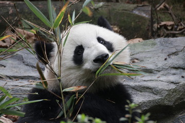 Beautiful Happy Furry Panda in China