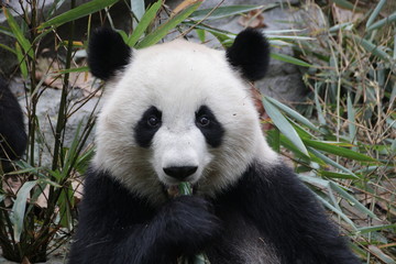 Beautiful Happy Furry Panda in China