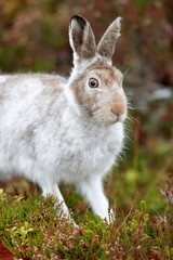 WhIte mountain hare, lepus timidus