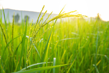 Rice field from the farmer's output.