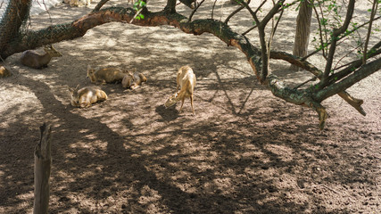 Antelope in the zoo