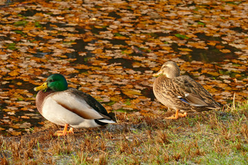 Enten und Herbstlaub