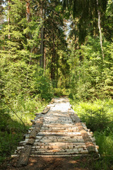 bridge of birch trunks over a forest stream going deep into the forest