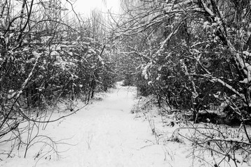 Snow-covered trees in the forest.
