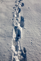 Lots of footprints in snow.