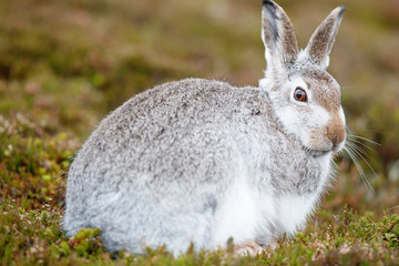 WhIte mountain hare, lepus timidus