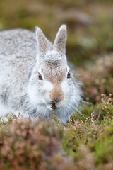 WhIte mountain hare, lepus timidus