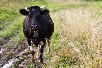 black cow for a walk in a meadow