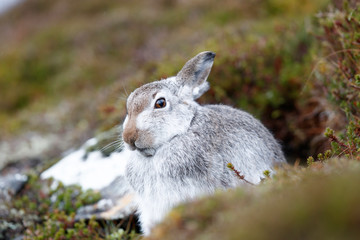 WhIte mountain hare, lepus timidus