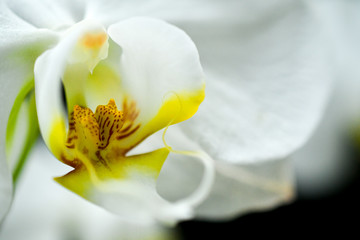Orchid Plants, White Phalaenopsis micro close up