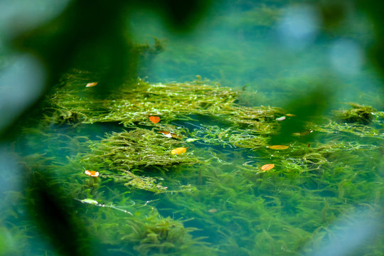 Freshwater Aquatic  Weeds And Algae