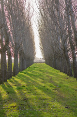 Grass road in the middle of a grove with no leaves with a wooden gate on the back in the middle of autumn