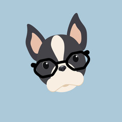 Fototapeta premium Vector dog breed Boston Terrier with glasses