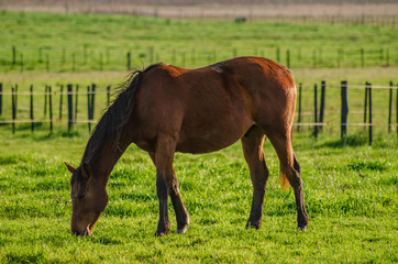 Countryside landscape in autumn with horses eating grass