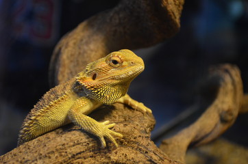 Lizard basks on a branch and watches in a terrarium.