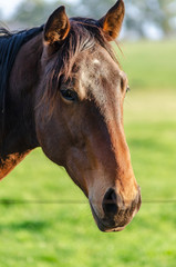 Obraz premium Close-up of a horse head with shallow depth of field in a countryside landscape