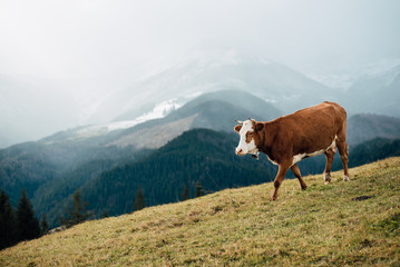 Fototapeta na wymiar Cow on mountain pasture