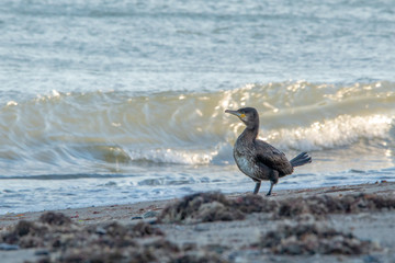Cormorant Standing on Greystones Beach by the Waves