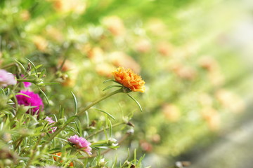 Orange portulaca in the graden