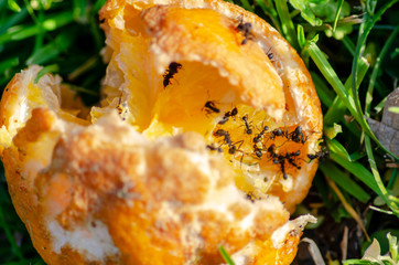 Tangerines eaten by black ants