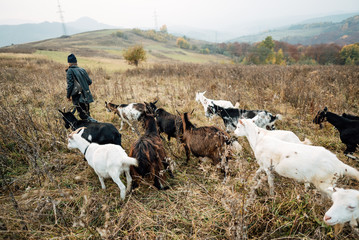 Shepherd leads goats on the field