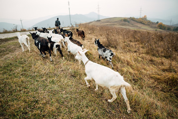 Shepherd leads goats on the field