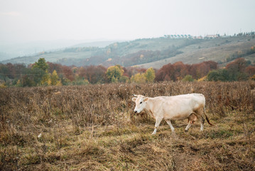 Cow on glade on mountain background