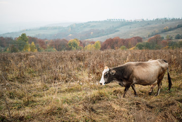 Cow on glade on mountain background