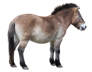 Przewalski's horse (Equus ferus przewalskii), isolated on white background