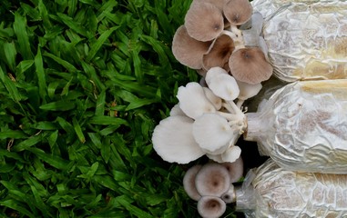 Fototapeta premium Oyster mushroom grow from cultivation on grass background.