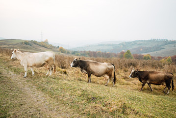 Cows on glade on mountain background