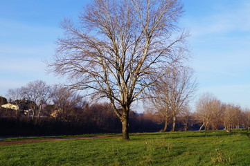 Visions walking along the Arno river, near Florence, at dawn