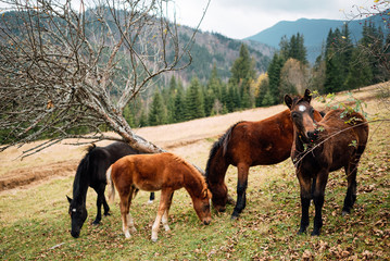 Horse herd on the pasture