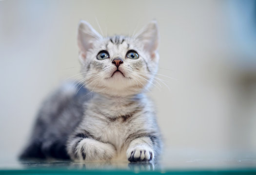 Portrait of a gray striped kitten