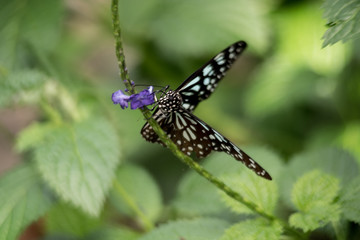 Milkweed Butterfly Schmetterling