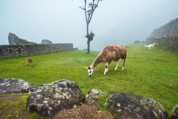 lamas at Machu Picchu