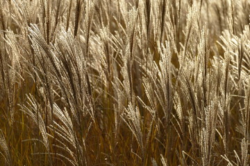 Goldene Gräser i