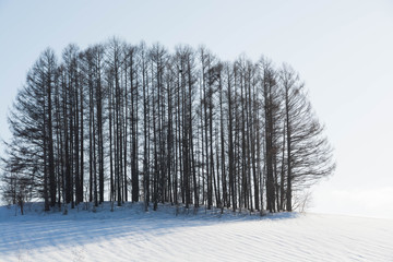 雪の丘とカラマツ林　美瑛町