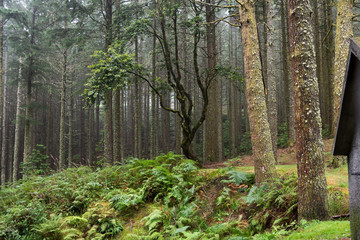 Obraz premium Madeira. High mountain. Relic forest.