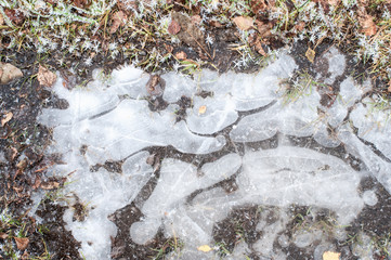 Frozen puddle with grass and leaves inside