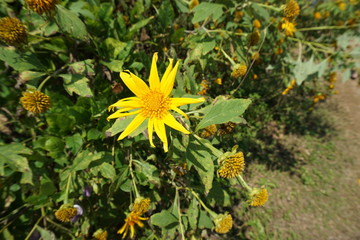 yellow flowers in the garden