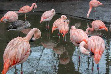 group of flamingos