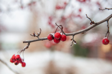 Viburnum berrys covered with ice